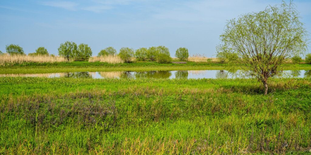 How to Value and Restore Wetlands as Natural Infrastructure for Resilience 1