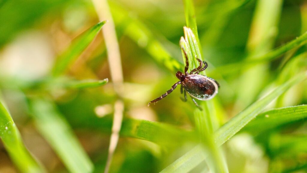 How to keep ticks out of your yard 5